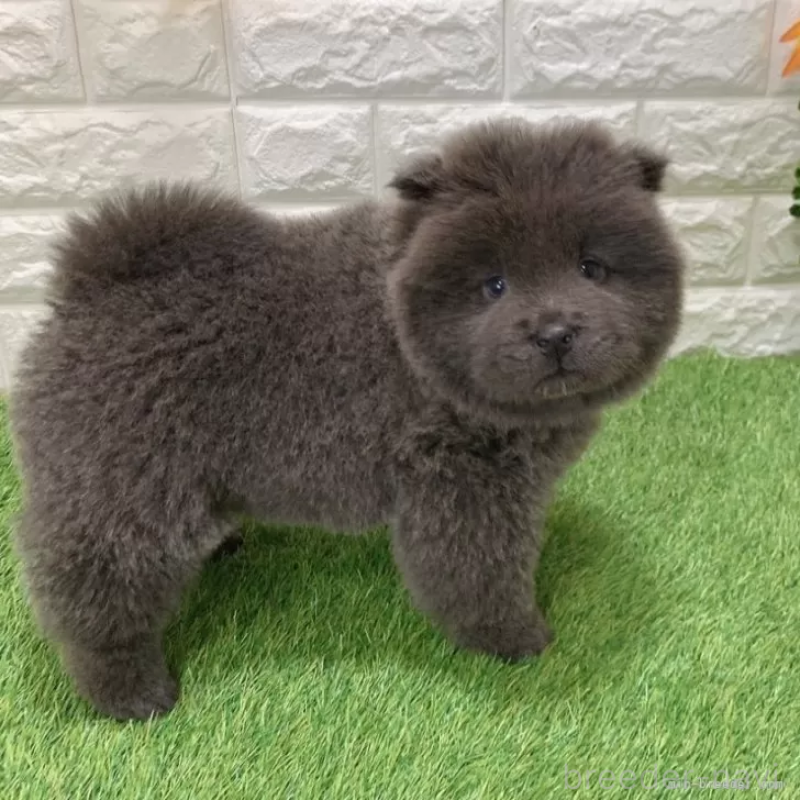 成約済の愛知県のチャウチャウ-436972の4枚目