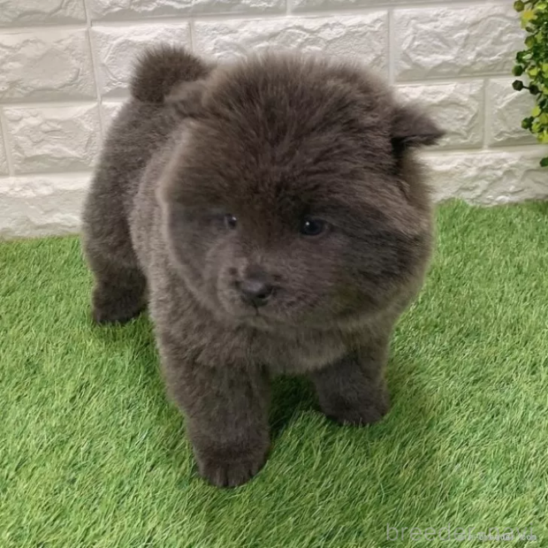 成約済の愛知県のチャウチャウ-436972の3枚目