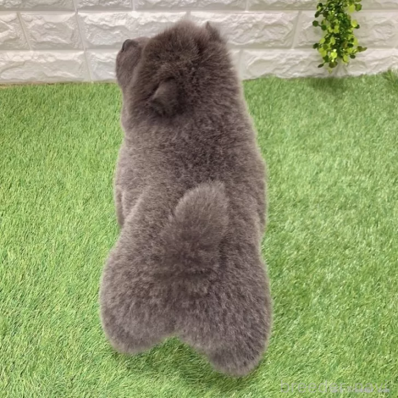 成約済の愛知県のチャウチャウ-436972の2枚目