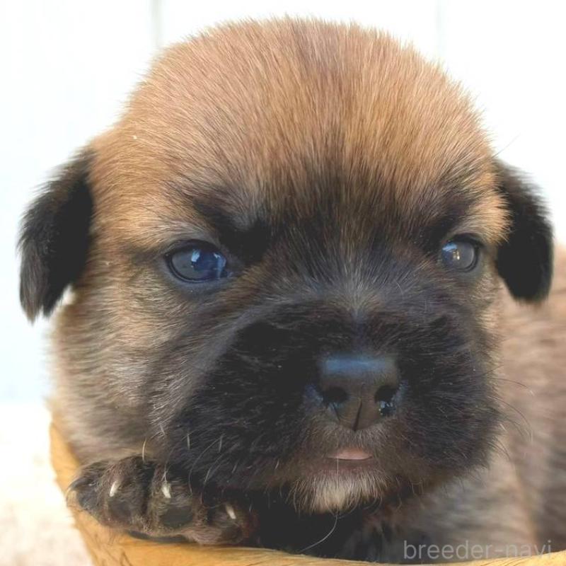 販売中の茨城県のミックス犬-442557の1枚目