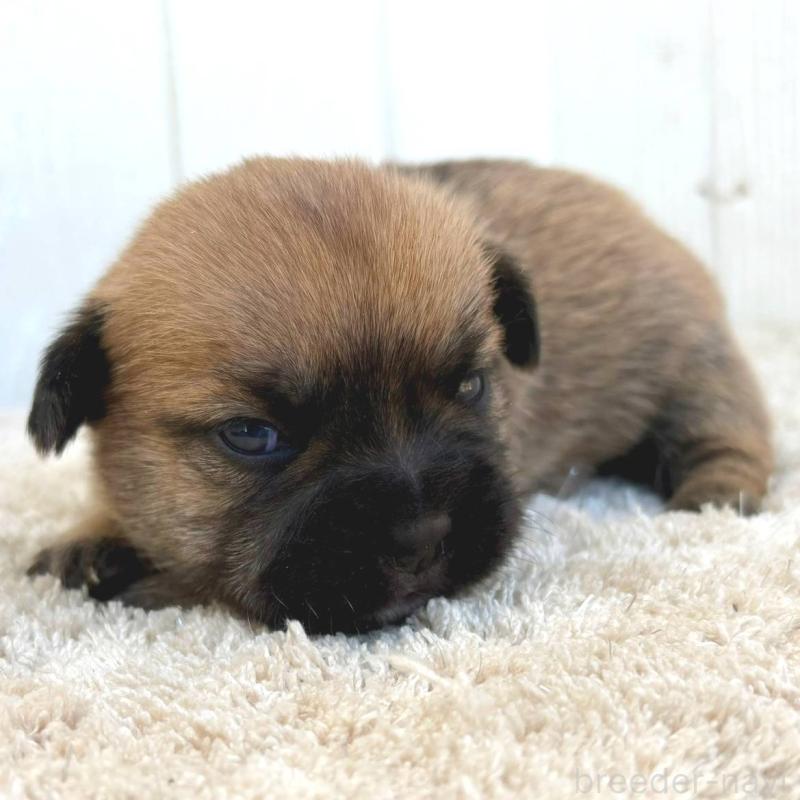 販売中の茨城県のミックス犬-442557の7枚目