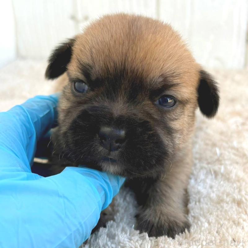 販売中の茨城県のミックス犬-442557の6枚目