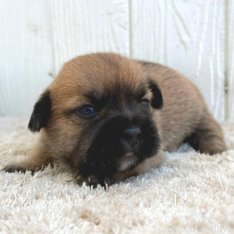 販売中の茨城県のミックス犬-442557の5枚目