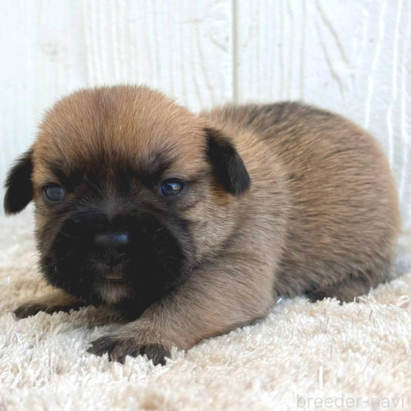 販売中の茨城県のミックス犬-442557の4枚目