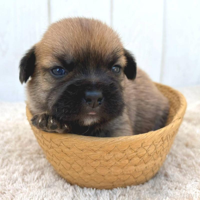 販売中の茨城県のミックス犬-442557の3枚目