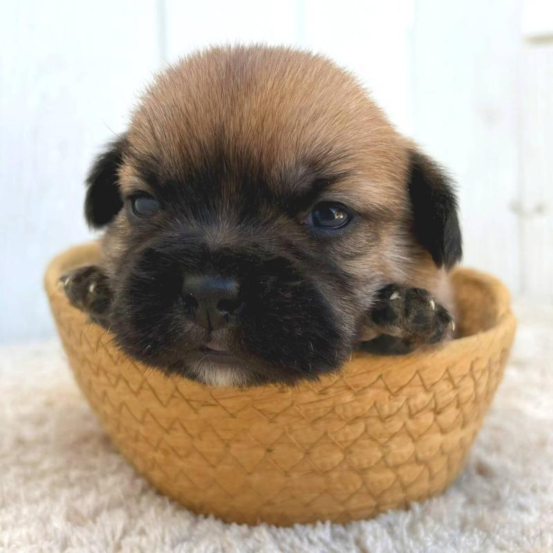 販売中の茨城県のミックス犬-442557の2枚目