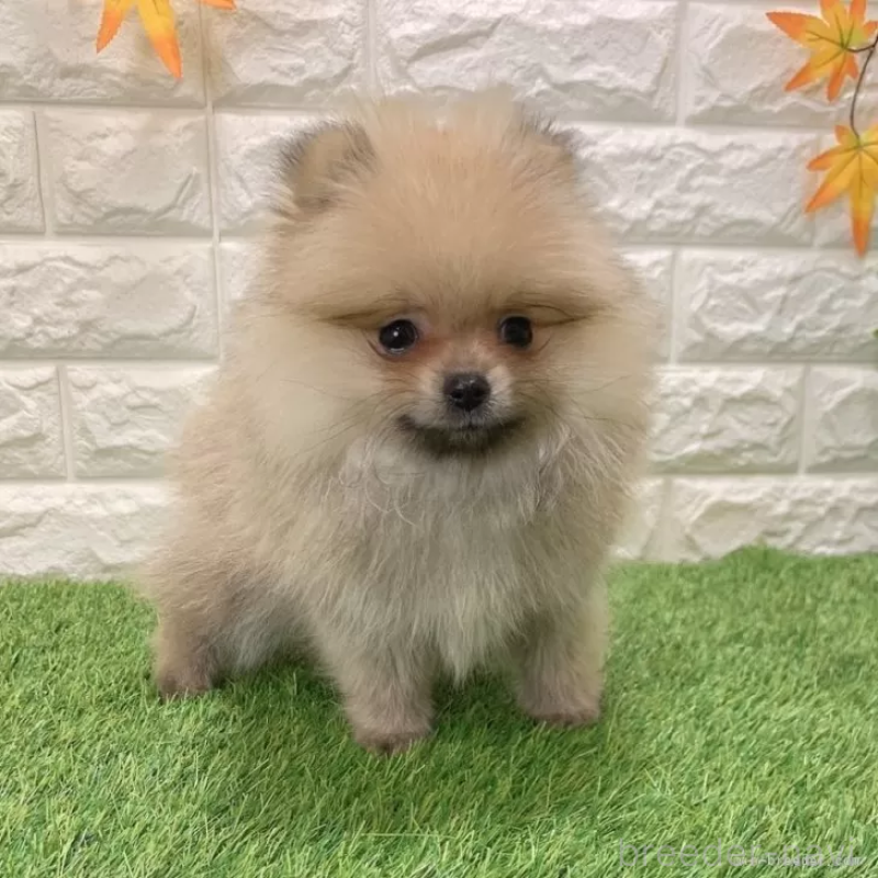 販売中の愛知県のポメラニアン-434458
