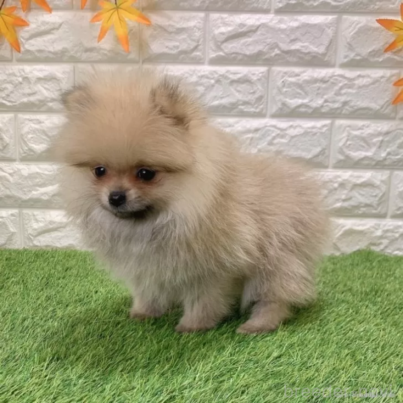 商談中の愛知県のポメラニアン-434458の5枚目