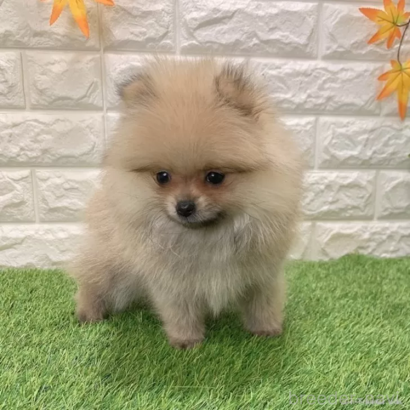 商談中の愛知県のポメラニアン-434458の4枚目