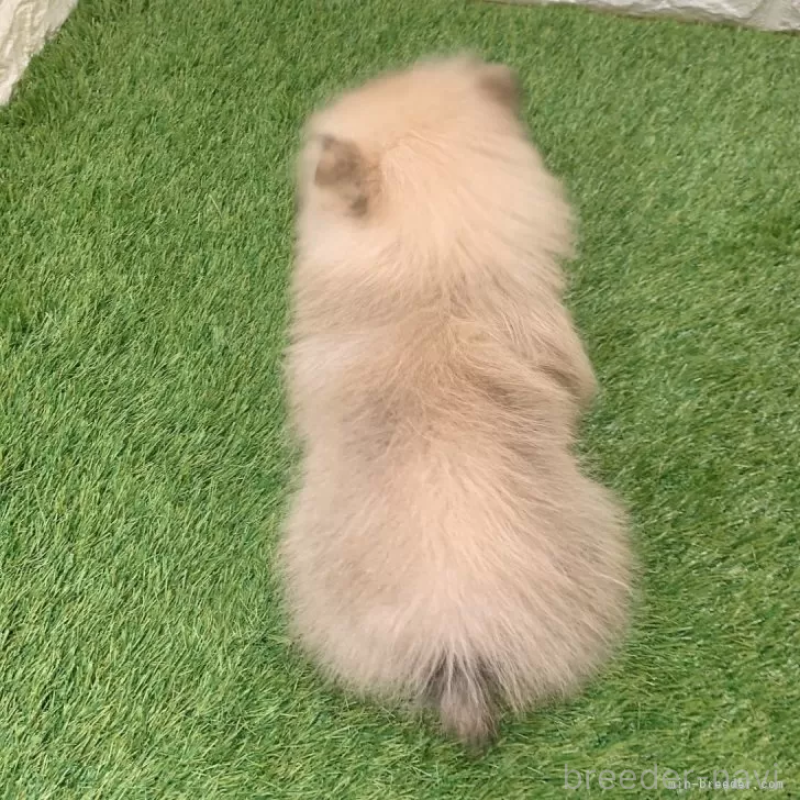 商談中の愛知県のポメラニアン-434458の2枚目