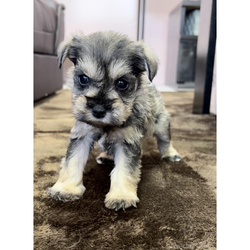 販売中の滋賀県のミニチュアシュナウザー-442558の2枚目