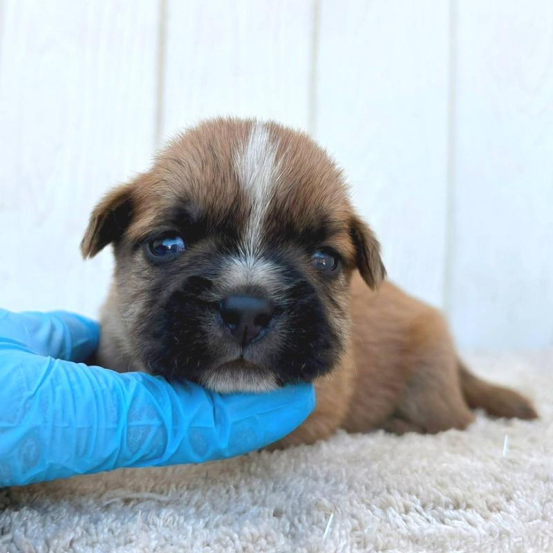 販売中の茨城県のミックス犬-442559の8枚目