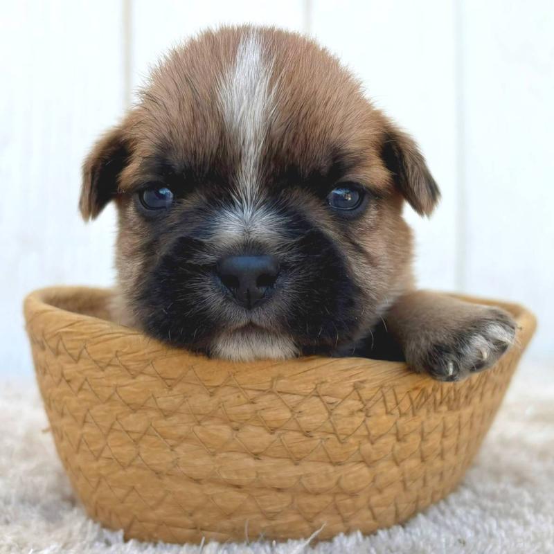 販売中の茨城県のミックス犬-442559の7枚目