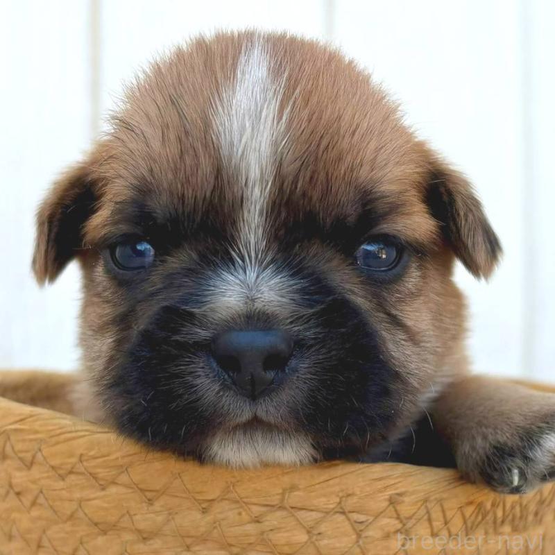 販売中の茨城県のミックス犬-442559の6枚目