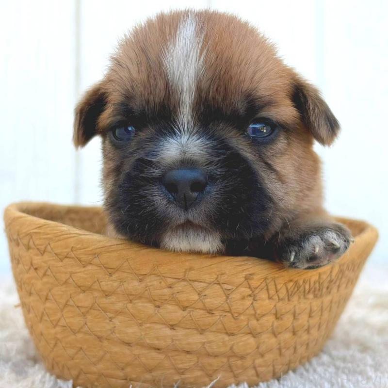 販売中の茨城県のミックス犬-442559の4枚目