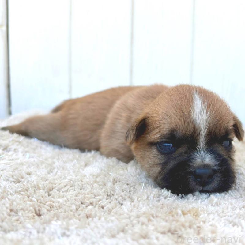 販売中の茨城県のミックス犬-442559の5枚目