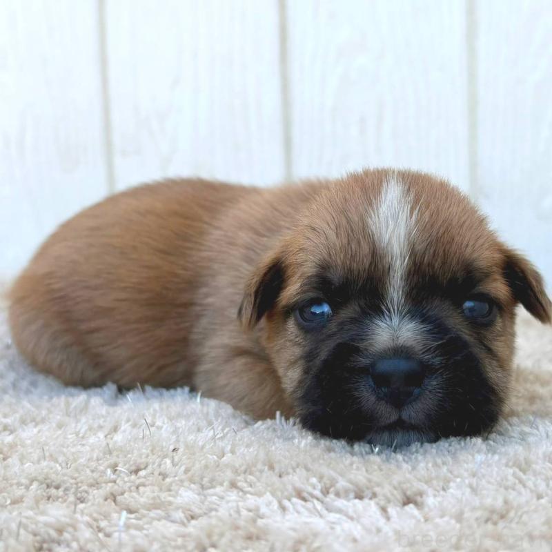 販売中の茨城県のミックス犬-442559の3枚目