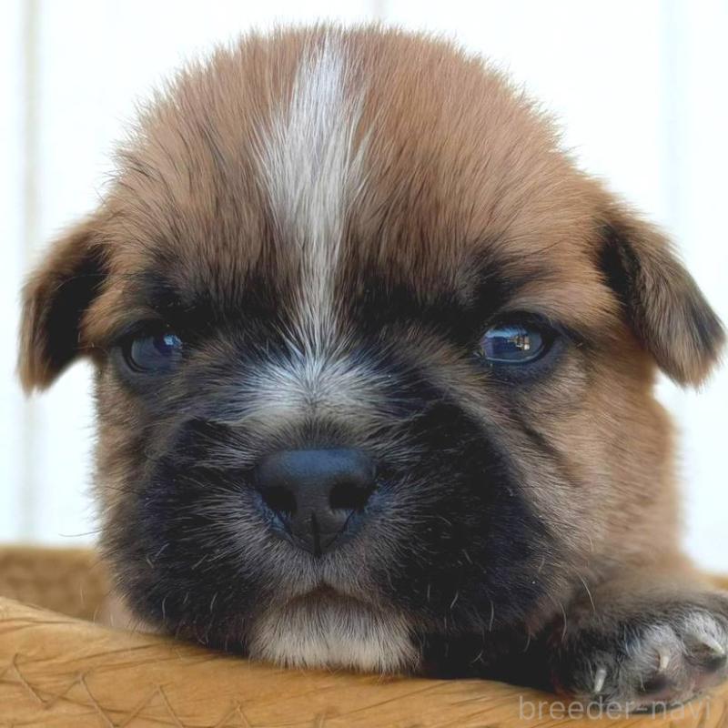 販売中の茨城県のミックス犬-442559