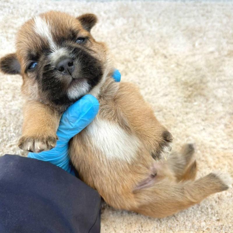 販売中の茨城県のミックス犬-442559の2枚目