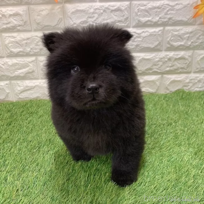 成約済の愛知県のチャウチャウ-436964の1枚目