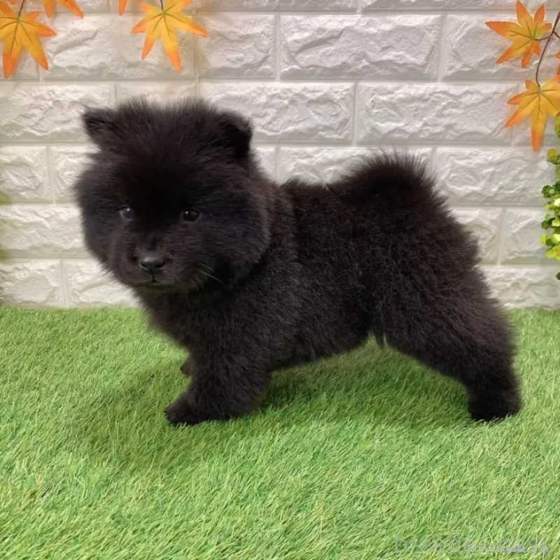 成約済の愛知県のチャウチャウ-436964の5枚目