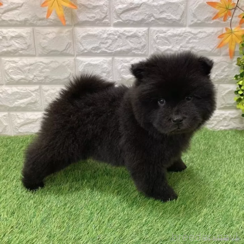 成約済の愛知県のチャウチャウ-436964の4枚目