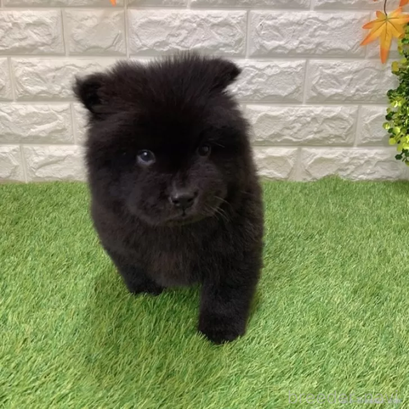 成約済の愛知県のチャウチャウ-436964の3枚目