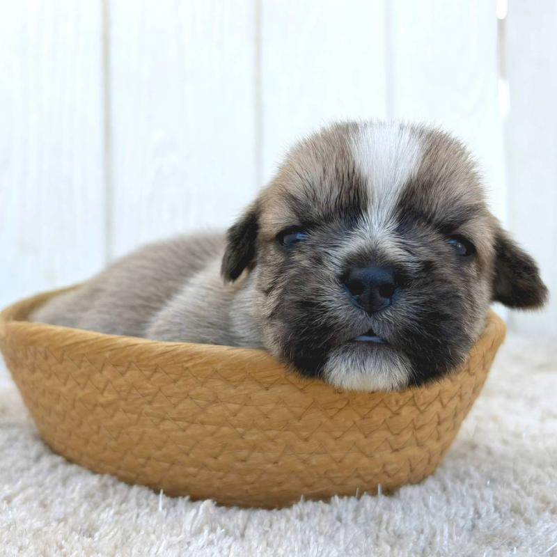 販売中の茨城県のミックス犬-442560の6枚目