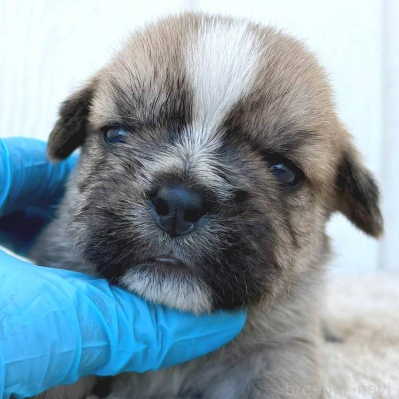 販売中の茨城県のミックス犬-442560の5枚目