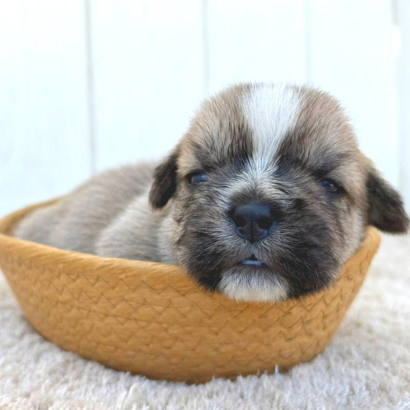 販売中の茨城県のミックス犬-442560の4枚目