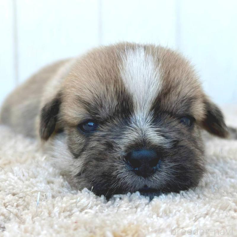 販売中の茨城県のミックス犬-442560の3枚目