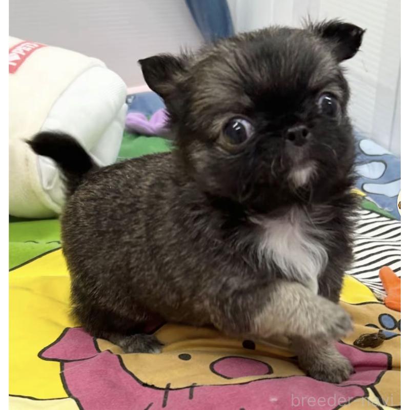 販売中の神奈川県のチワワ(ロングコート)-443034の3枚目