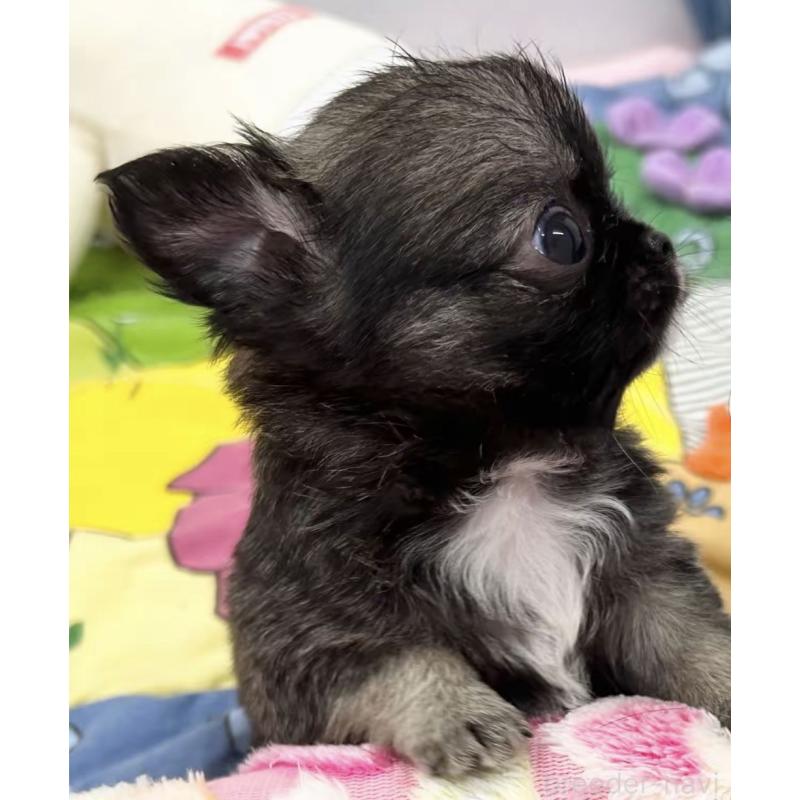 販売中の神奈川県のチワワ(ロングコート)-443034の2枚目