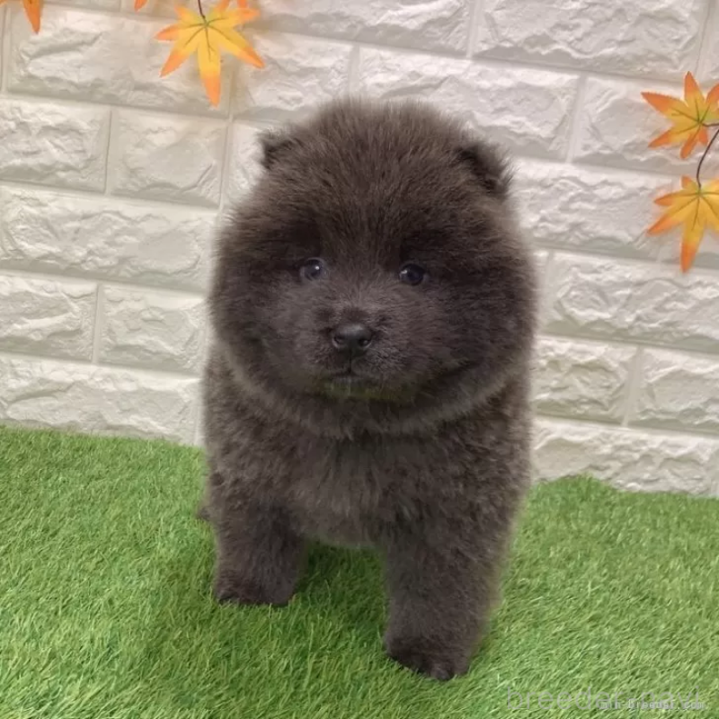 成約済の愛知県のチャウチャウ-436966の1枚目