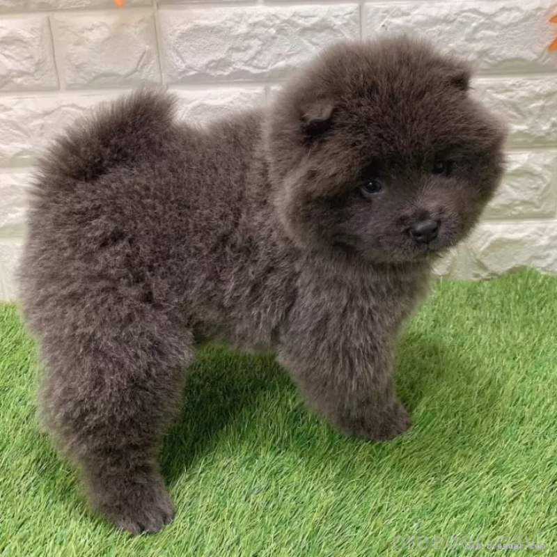 成約済の愛知県のチャウチャウ-436966の5枚目