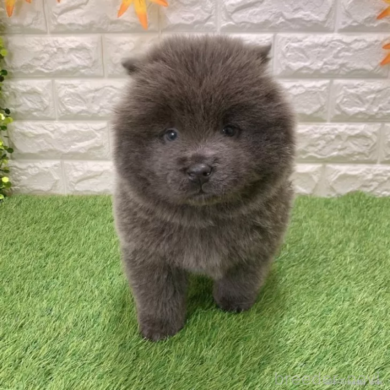 成約済の愛知県のチャウチャウ-436966の3枚目