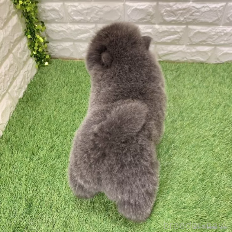 成約済の愛知県のチャウチャウ-436966の2枚目