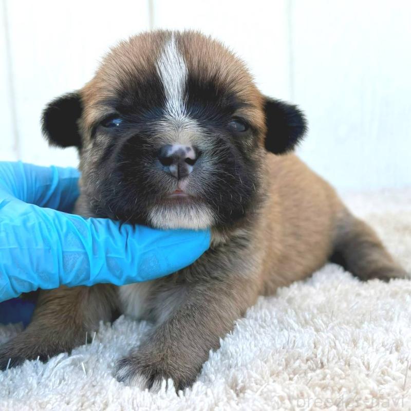 販売中の茨城県のミックス犬-442562の7枚目