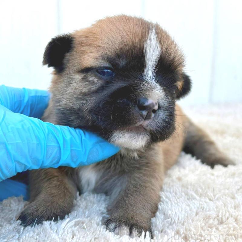 販売中の茨城県のミックス犬-442562の6枚目