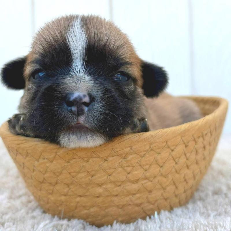 販売中の茨城県のミックス犬-442562の5枚目