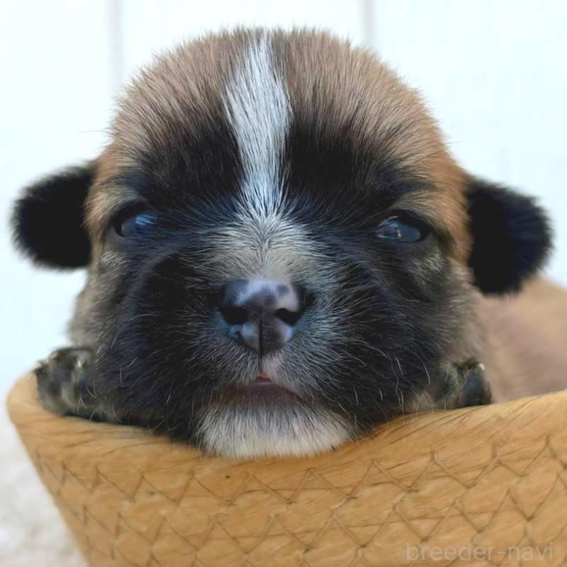 販売中の茨城県のミックス犬-442562の4枚目