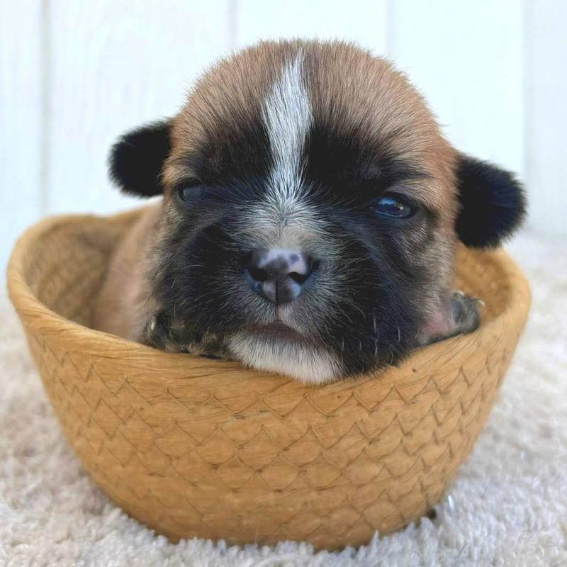 販売中の茨城県のミックス犬-442562の3枚目