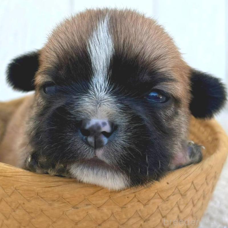 販売中の茨城県のミックス犬-442562