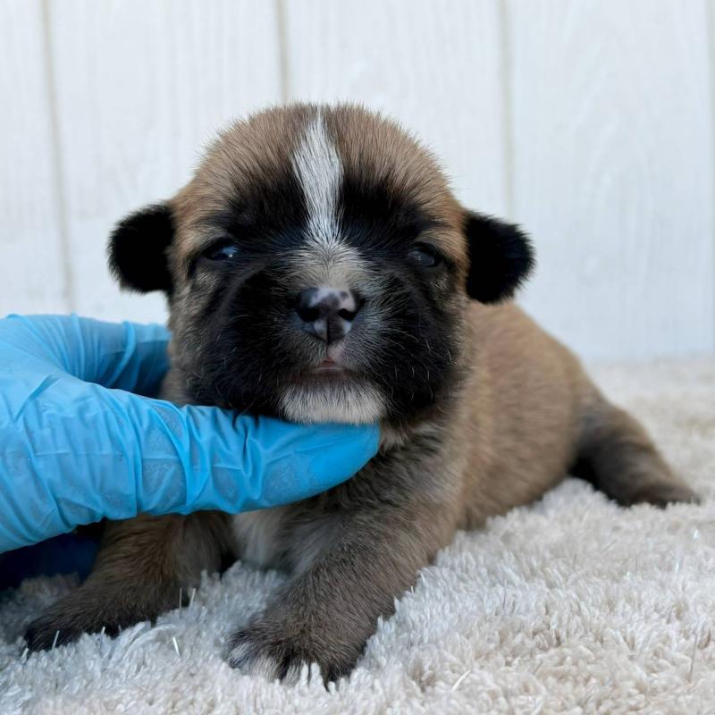 販売中の茨城県のミックス犬-442562の2枚目