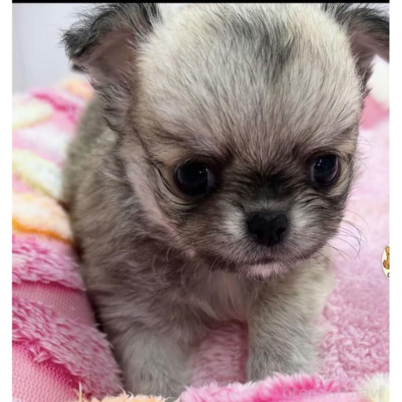 販売中の神奈川県のチワワ(ロングコート)-443035の3枚目