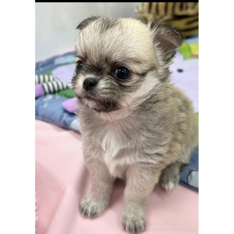 販売中の神奈川県のチワワ(ロングコート)-443035の2枚目