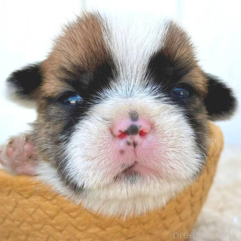 販売中の茨城県のミックス犬-442563の1枚目