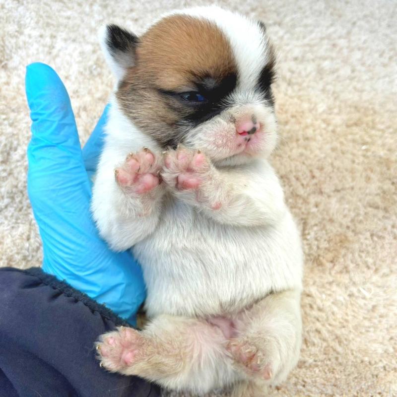 販売中の茨城県のミックス犬-442563の3枚目