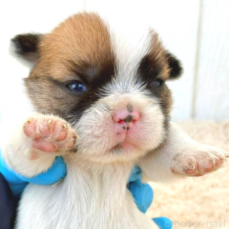 販売中の茨城県のミックス犬-442563の2枚目