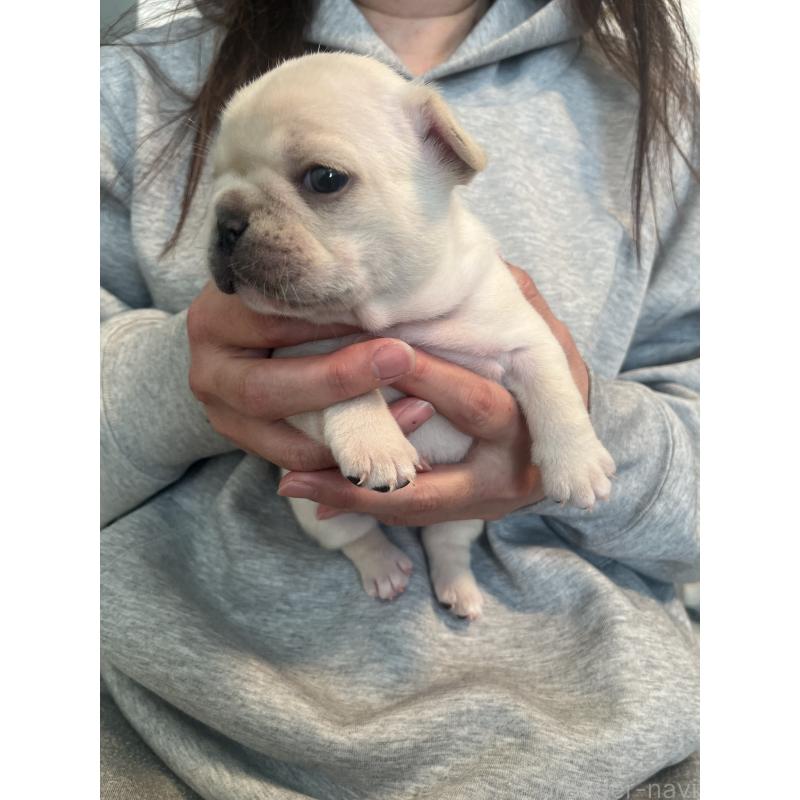 商談中の栃木県のフレンチブルドッグ-439622の4枚目